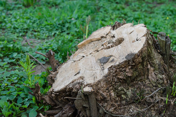 Naklejka na ściany i meble Wooden natural log closeup. Cross section of tree trunk, with copy space. 