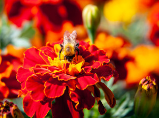 Bumblebee collects nectar and pollinates the flower. © okyela