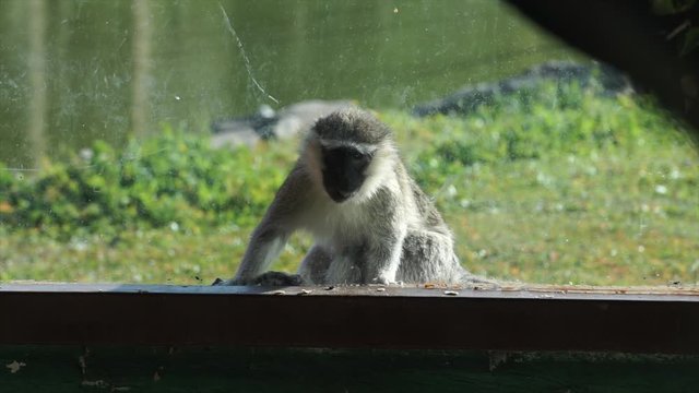 Cercopithecus mona, monkey in zoo. Wild mammal, primate in summertime. 