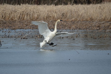 Trumpeter Swan in flight in Ontario, Canada