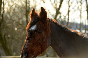 Chronische Erkrankungen beim Pferd. Cushing. Braunes geschorenes Pferd mit cushing syndrom
