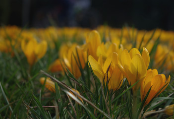 Łąka pełna żółtych krokusów w wiosennym porannym słońcu.