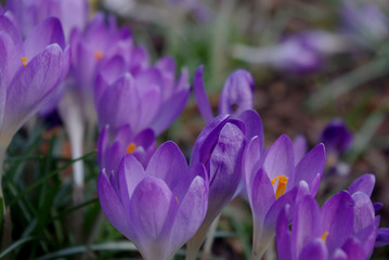 fioletowe krokusy wiosną w parku
