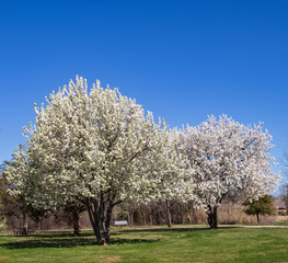 Bradford Pear trees in full bloom in a Texas park.