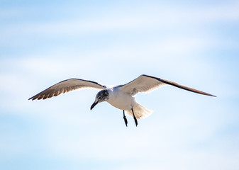 Laughing Gull flying over beach at sea side resort in Jekyll Island Georgia.