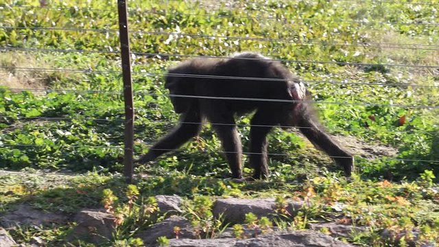 Cercopithecus mona, monkey in zoo. Wild mammal, primate in summertime. 