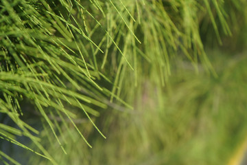 Pine tree needles