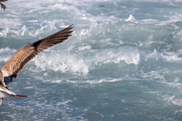 Fototapeta premium Seagull is hunting on the wave
