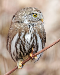 Pygmy Owl