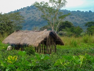 African farm hut in jungle clearing