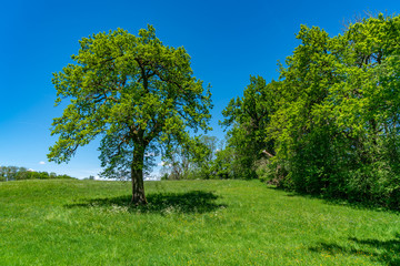 Fototapeta premium Eine Naturidylle im Sommer