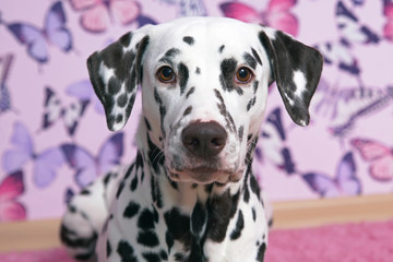 The portrait of a white and liver spotted Dalmatian dog posing indoors on a pink wallpaper background with butterflies