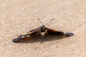 Monarch on the beach