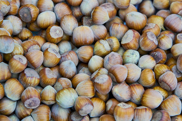 Forest hazelnuts background