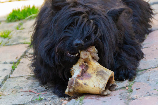 The dog eats a bone Pulin