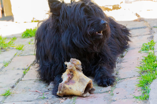 The dog eats a bone Pulin