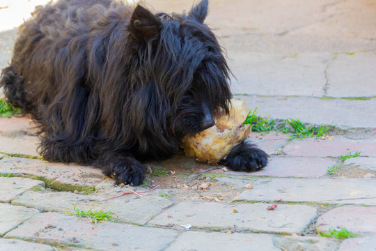 The dog eats a bone Pulin