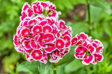 Red sweet-william in the spring sunny garden, macro