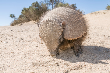 Hairy Armadillo, in desert environment, Peninsula Valdes, Patagonia, Argentina
