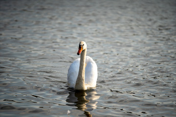 swans on the water. Sunny day