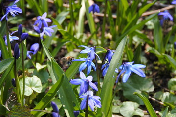 Scilla Siberica - Sibirischer Blaustern - Wildbiene