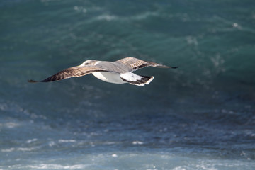 Naklejka premium Seagull is hunting on the wave