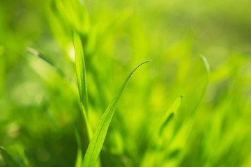 Blurred background with grass. Macro shot of grass.