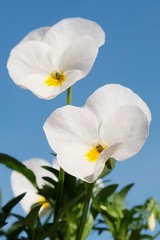 White hybrid Pansy flowers Viola Tricolor, with yellow flower center,  blue skies background, morning sunshine. 