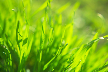 Macro grass. Grass out of focus. Grassy background.