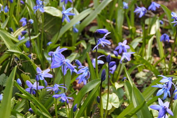 Der Himmel ist herabgestiegen - Blaustern - Scilla