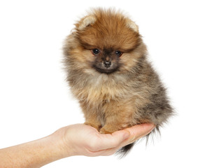 Pomeranian Spitz puppy in hands