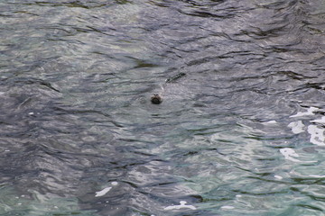 seal in ocean