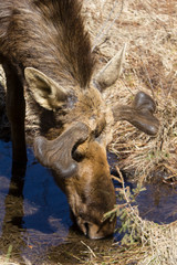 Bull moose drinking water early spring.