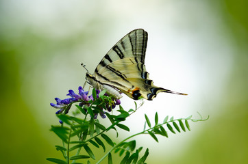 Beautiful butterfly on a flower. Big butterfly Podalirius.