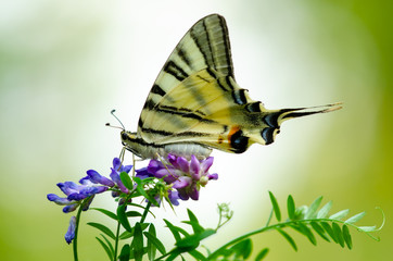 Beautiful butterfly on a flower. Big butterfly Podalirius.