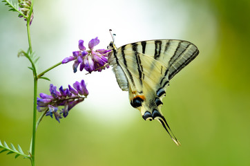 Beautiful butterfly on a flower. Big butterfly Podalirius.