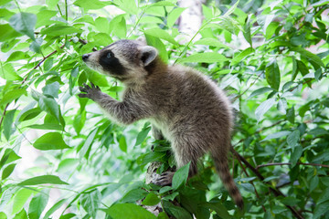 Baby raccoon looking scared while climbing a birch tree. © Spring