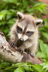 Baby raccoon in a tree looking at photographer