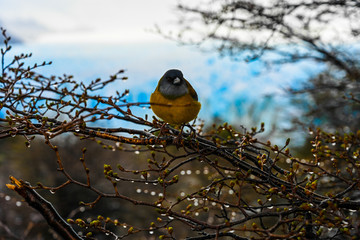 Bird on branch near Perito Moreno glacier