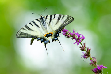 Beautiful butterfly on a flower. Big butterfly Podalirius.