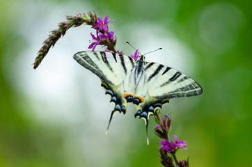 Beautiful butterfly on a flower. Big butterfly Podalirius.