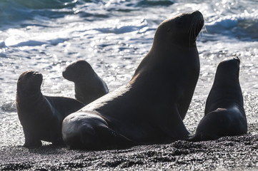 Mother and baby sea Lions, Peninsula Valdes, Heritage Site, Patagonia, Argentina