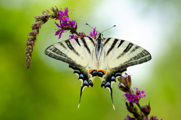 Fototapeta premium Beautiful butterfly on a flower. Big butterfly Podalirius.