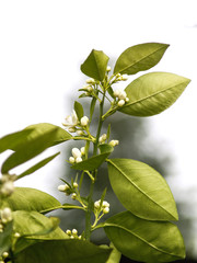 orange tree blossom on the branch