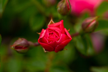 red rose with water drops