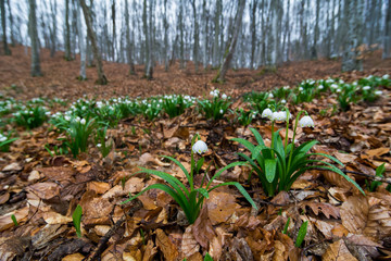 Snowdrops