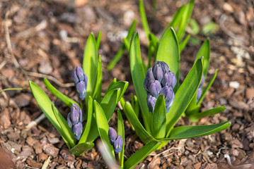 Hyazinthen Hyacinthus orientalis Blumen im Frühling Februar März April
