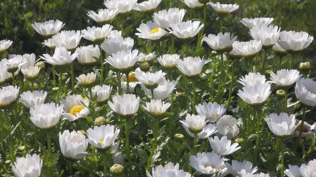 ノースポール、キク科で小型の１年草。花色は白で春先から初夏まで長く咲き続ける、花の少ない時期に花壇や寄せ植えとして欠かせない草花。花の少ない早春には,冬眠から目覚めた虫達、ハナアブやシジミチョウが蜜を求めて頻繁に訪れ賑わう様をラップトップ動画で表現した。彼らにとってはノースポールかけがえのない貴重な食糧だ。