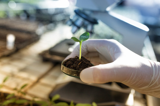 Biologist holding sprout with soil in petri dish in laboratory