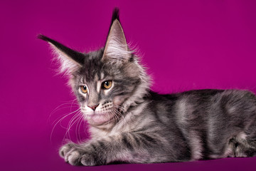 Fototapeta na wymiar Huge maine coon kitten on purple background in studio, isolated.